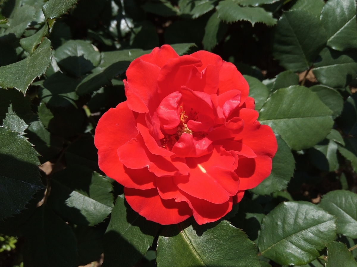 f:id:defectiveness:20210508084939j:plain