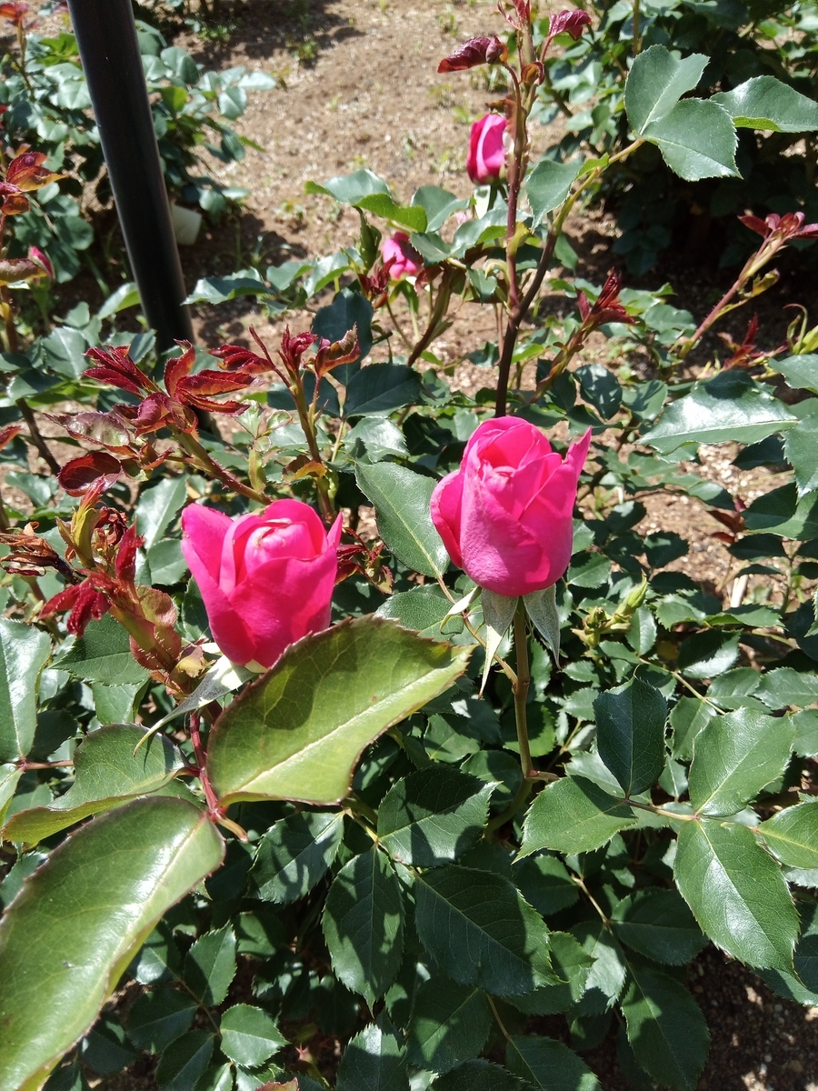 f:id:defectiveness:20210508085003j:plain