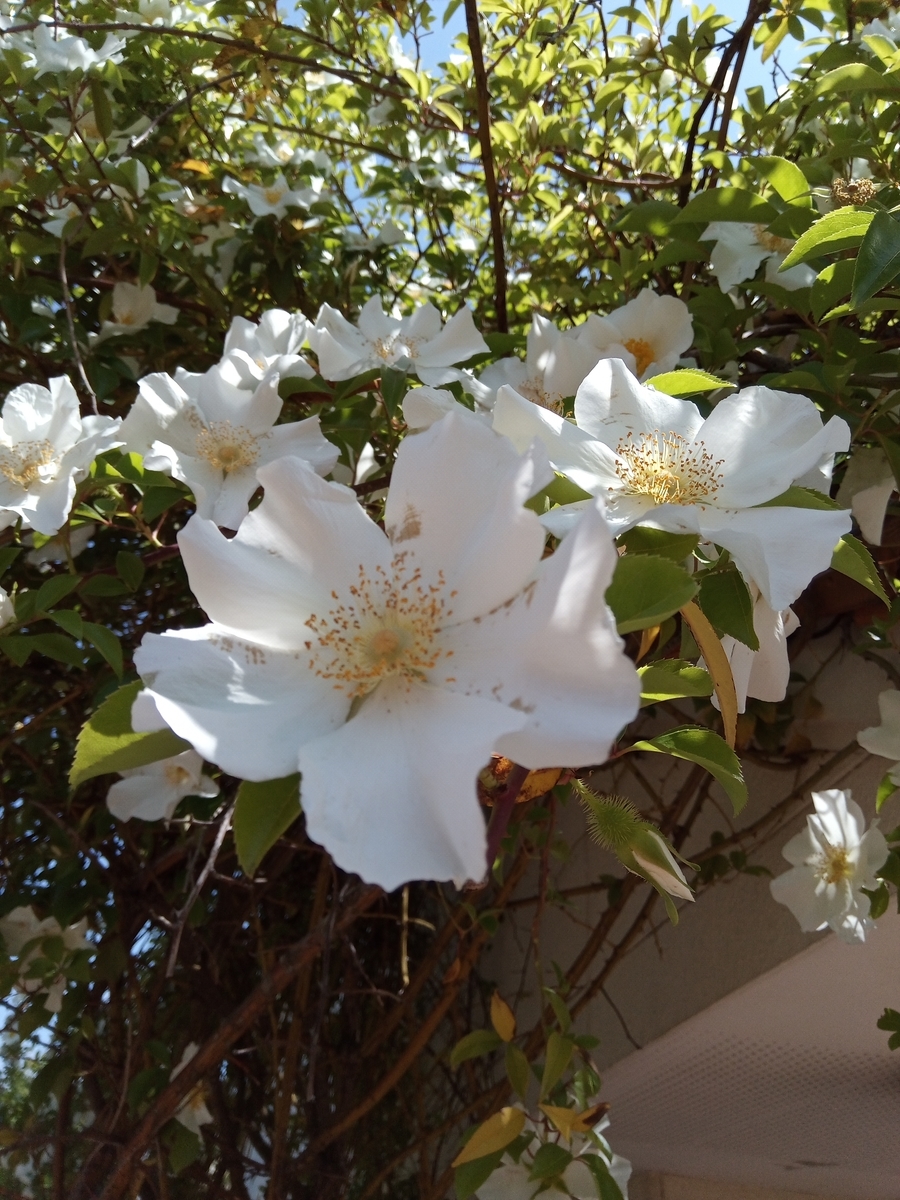 f:id:defectiveness:20210508085044j:plain