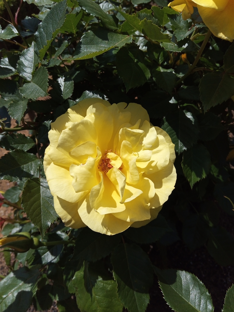 f:id:defectiveness:20210508085119j:plain