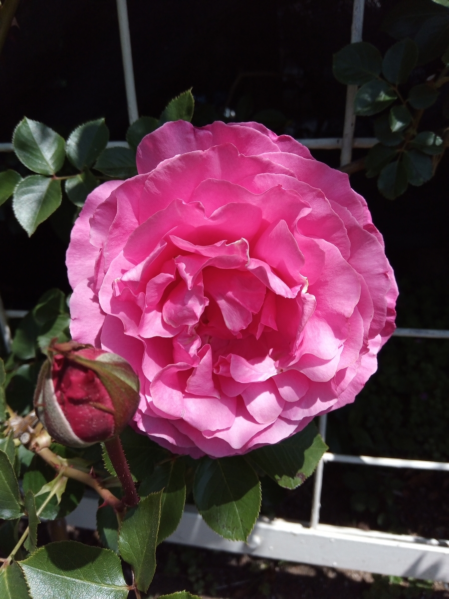 f:id:defectiveness:20210508085128j:plain