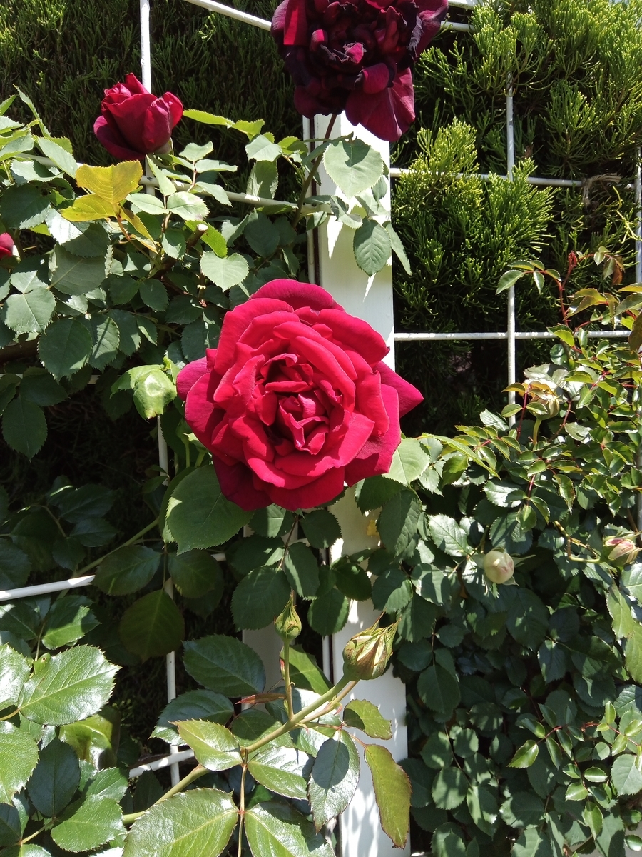 f:id:defectiveness:20210508085146j:plain