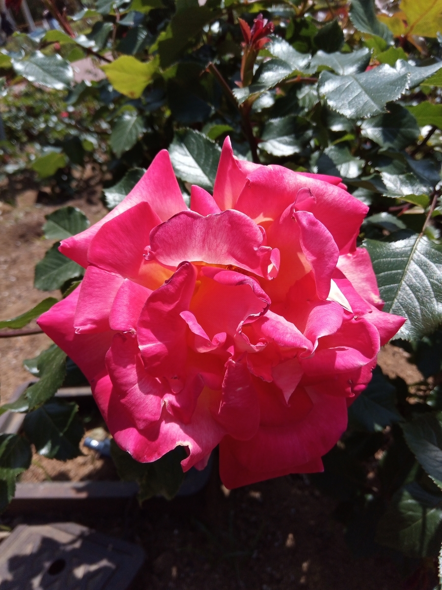 f:id:defectiveness:20210508085231j:plain