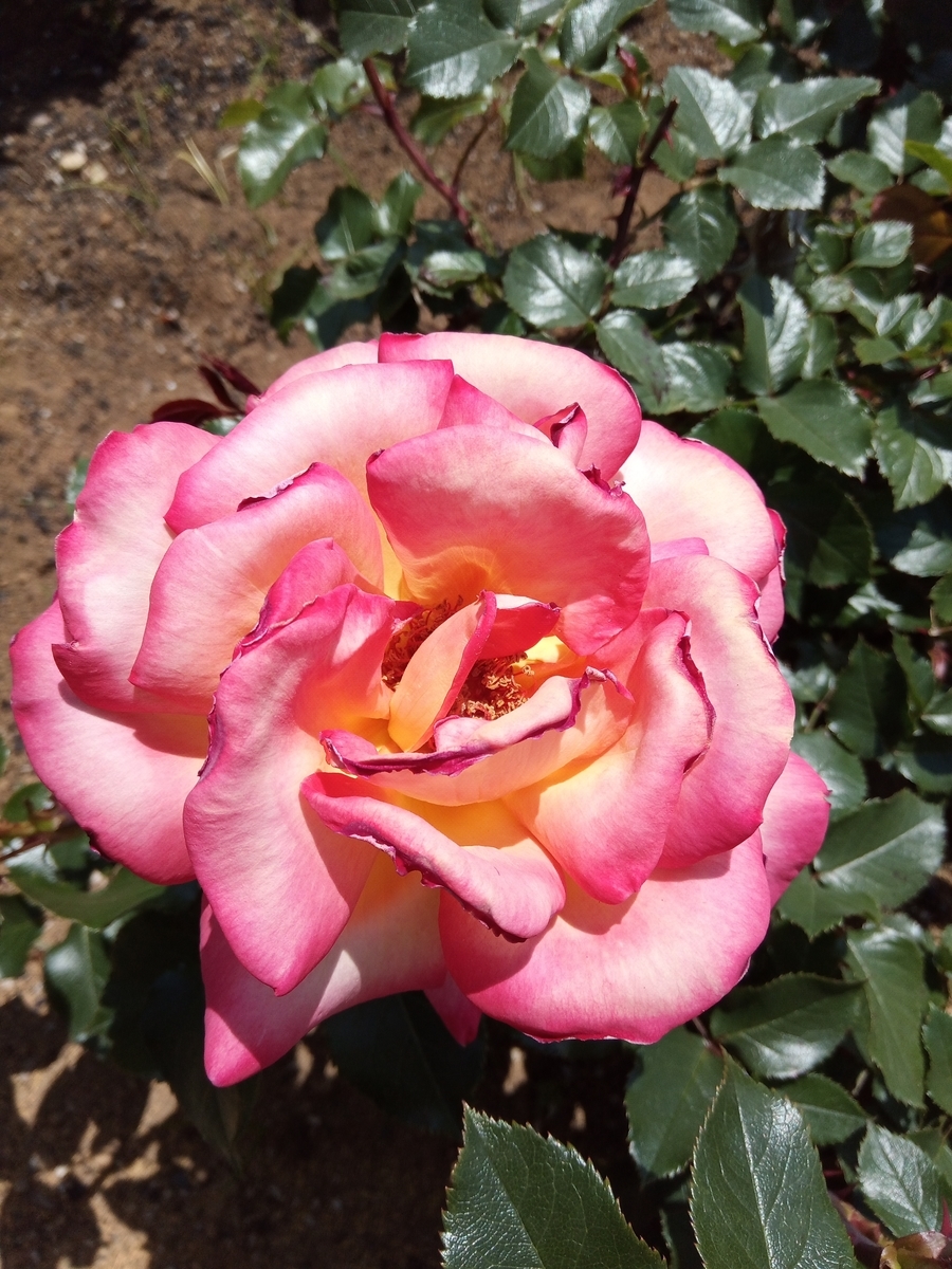 f:id:defectiveness:20210508085239j:plain