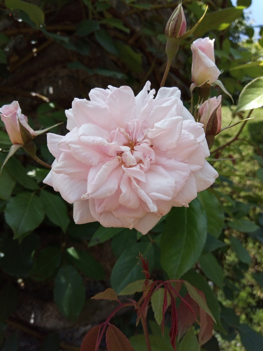 f:id:defectiveness:20210508085307j:plain