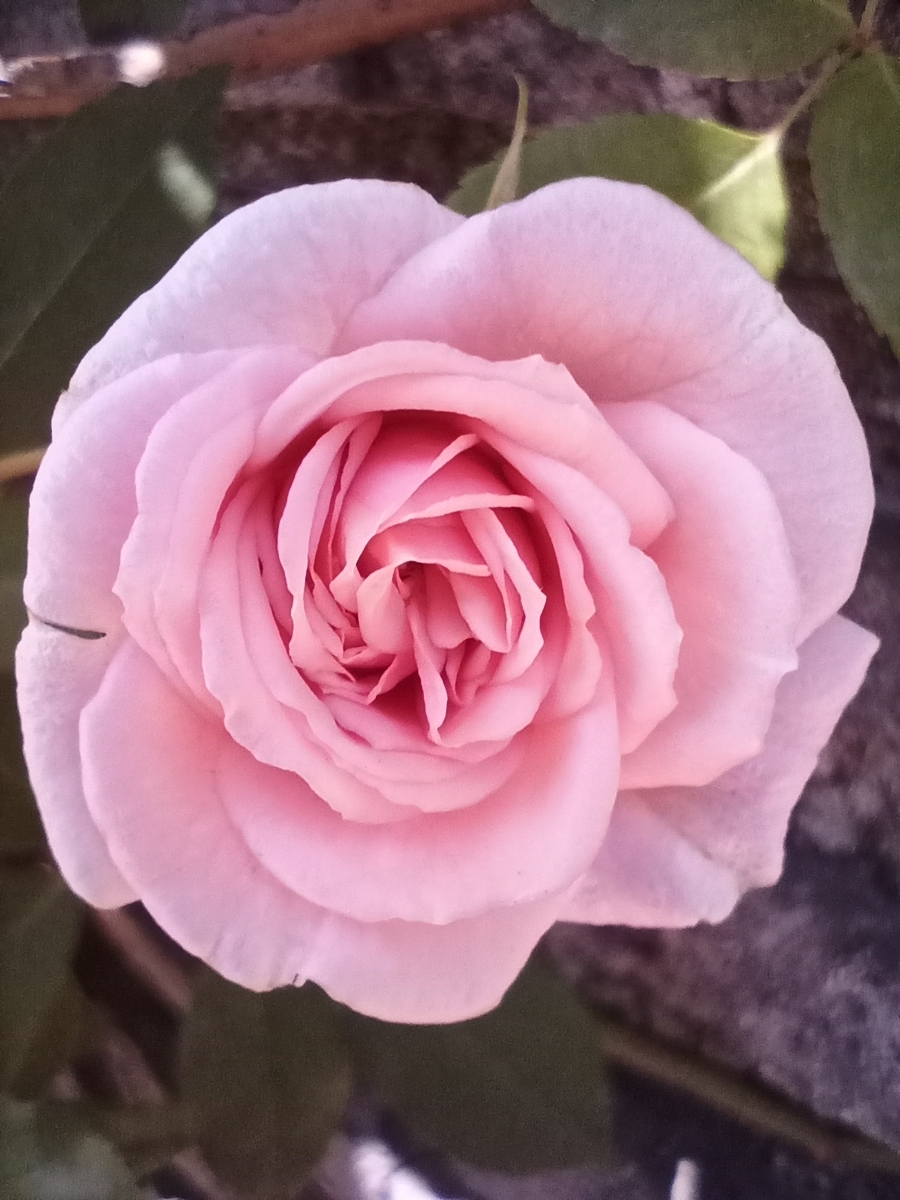 f:id:defectiveness:20210508085355j:plain