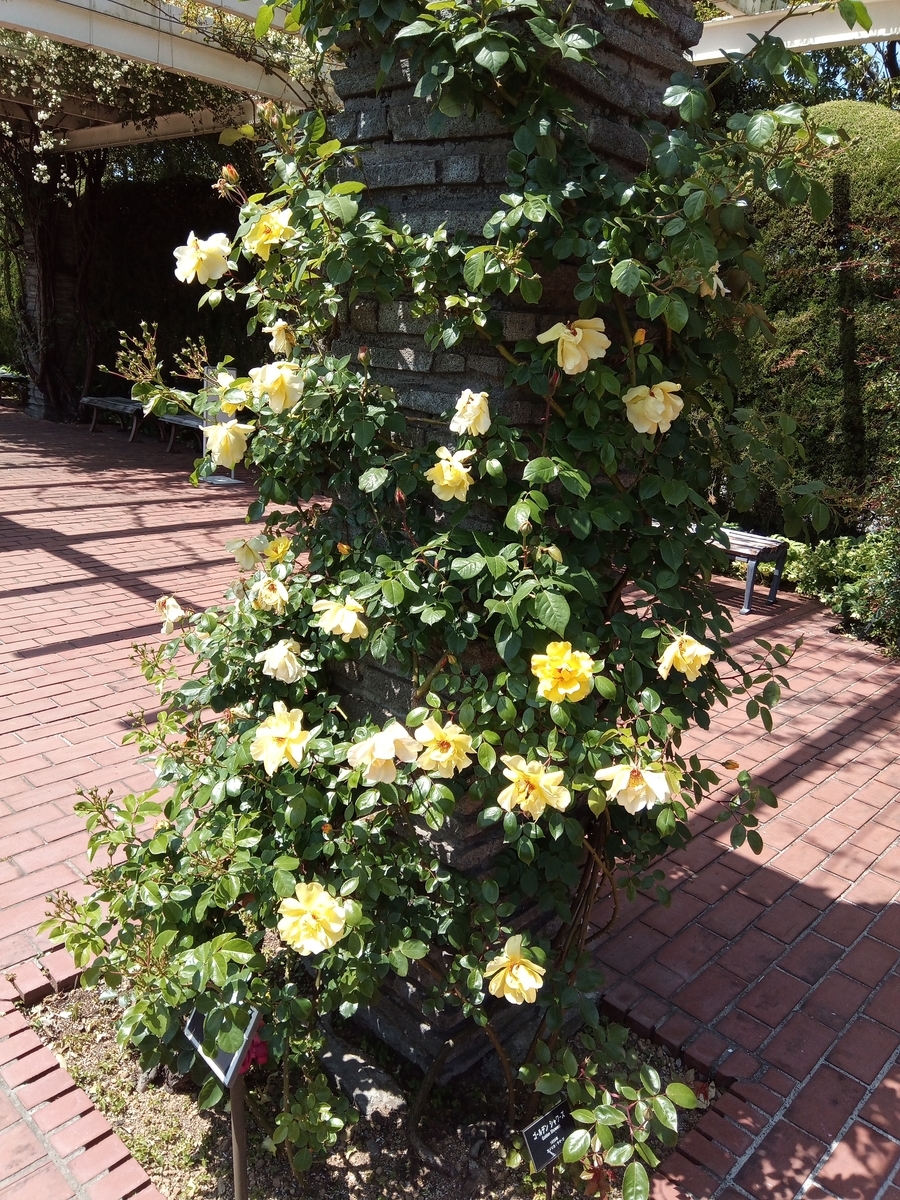 f:id:defectiveness:20210508085508j:plain