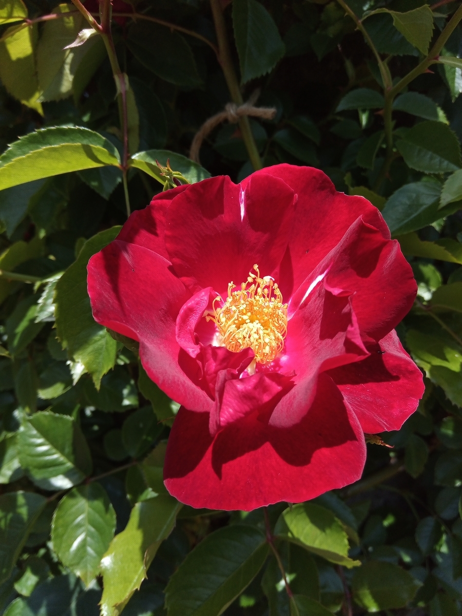 f:id:defectiveness:20210508085615j:plain