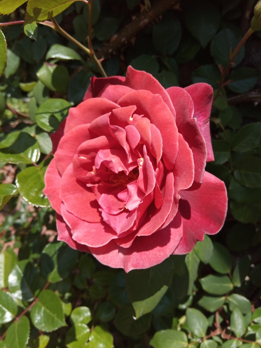 f:id:defectiveness:20210508085721j:plain