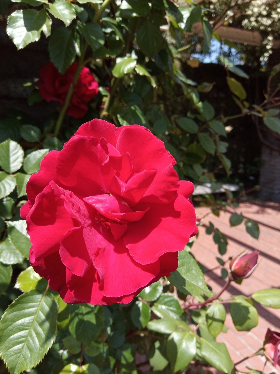 f:id:defectiveness:20210508085729j:plain