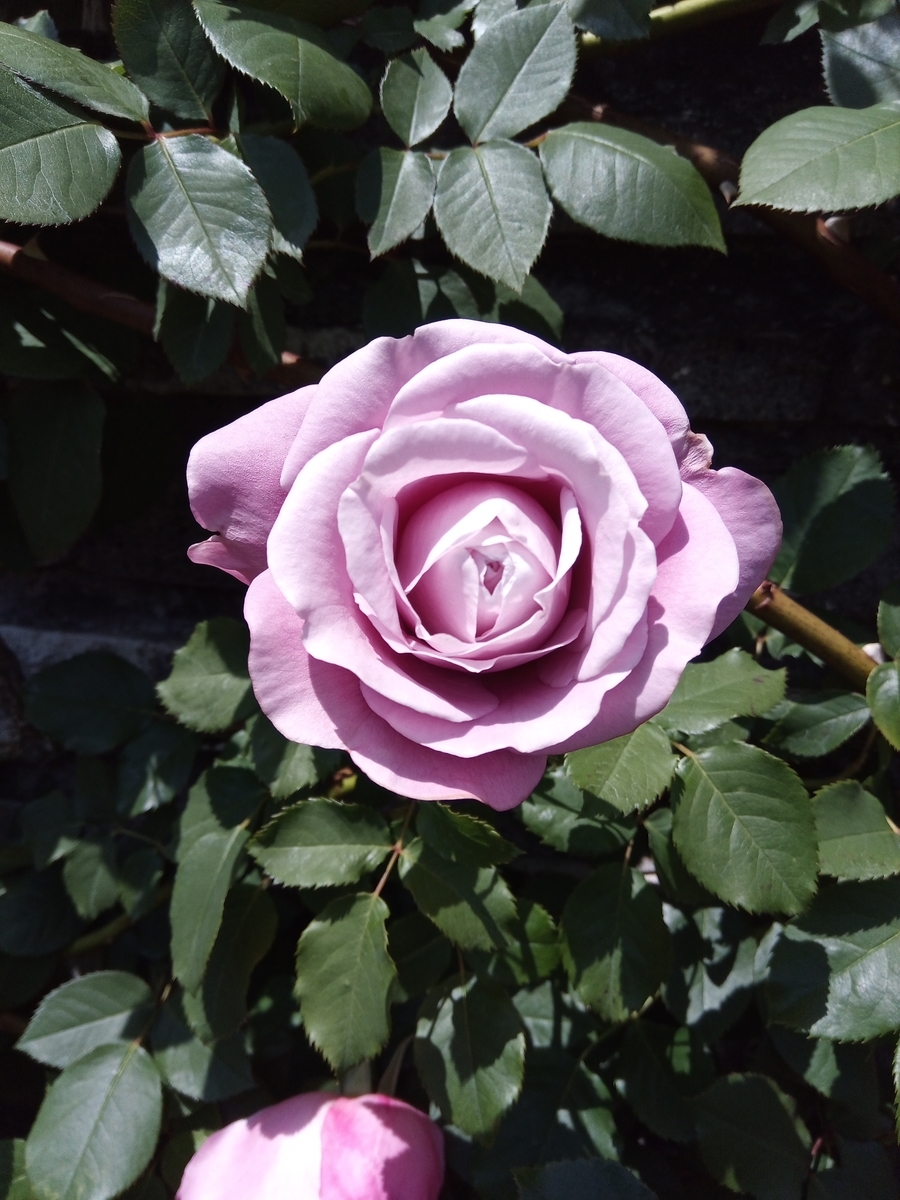 f:id:defectiveness:20210508085735j:plain