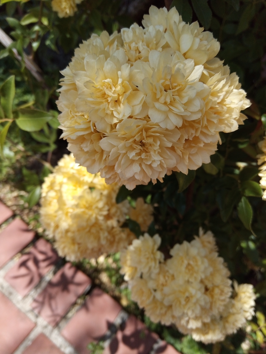 f:id:defectiveness:20210508085845j:plain