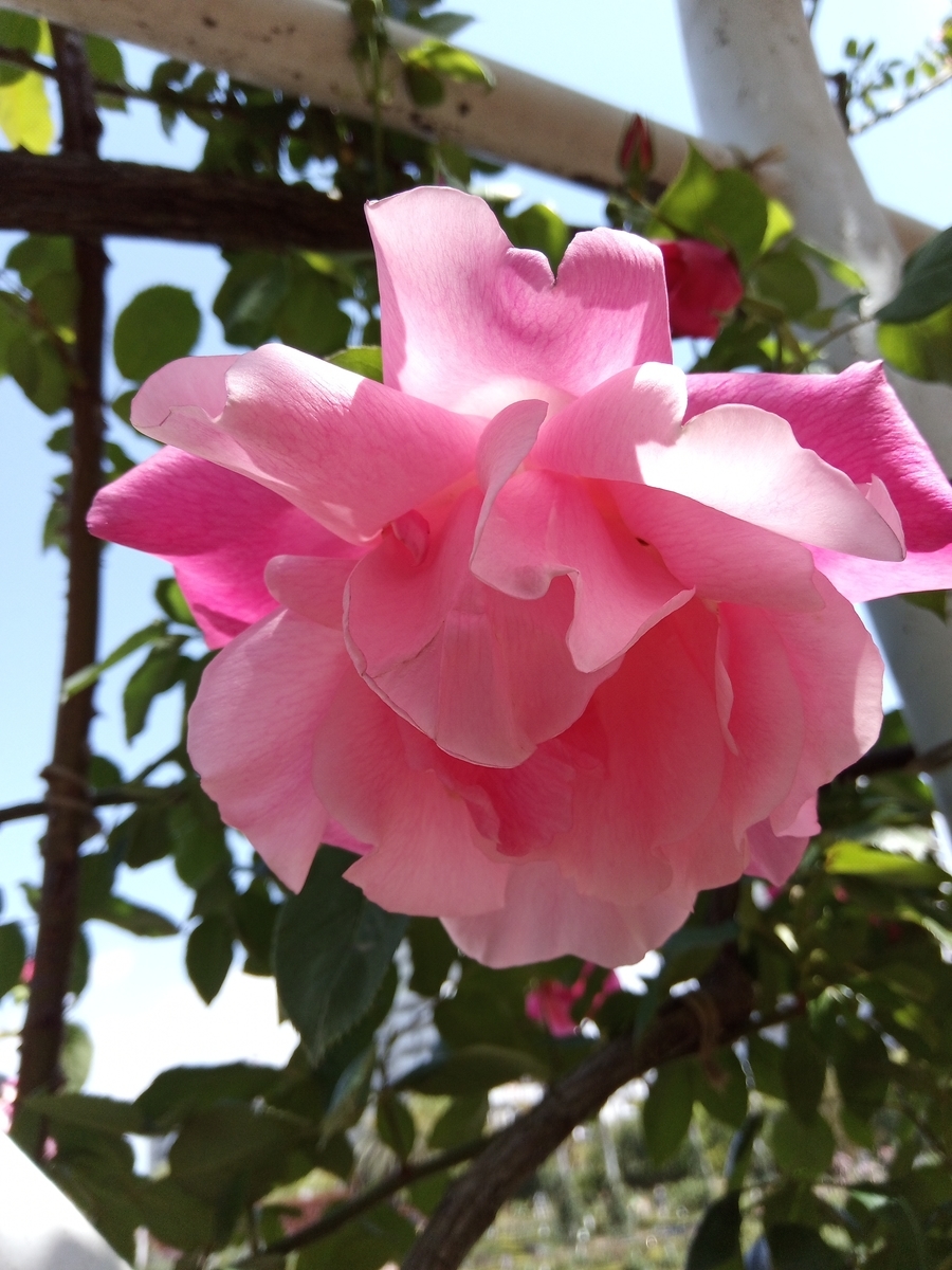 f:id:defectiveness:20210508085920j:plain