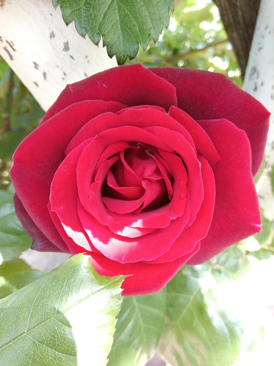 f:id:defectiveness:20210508090053j:plain