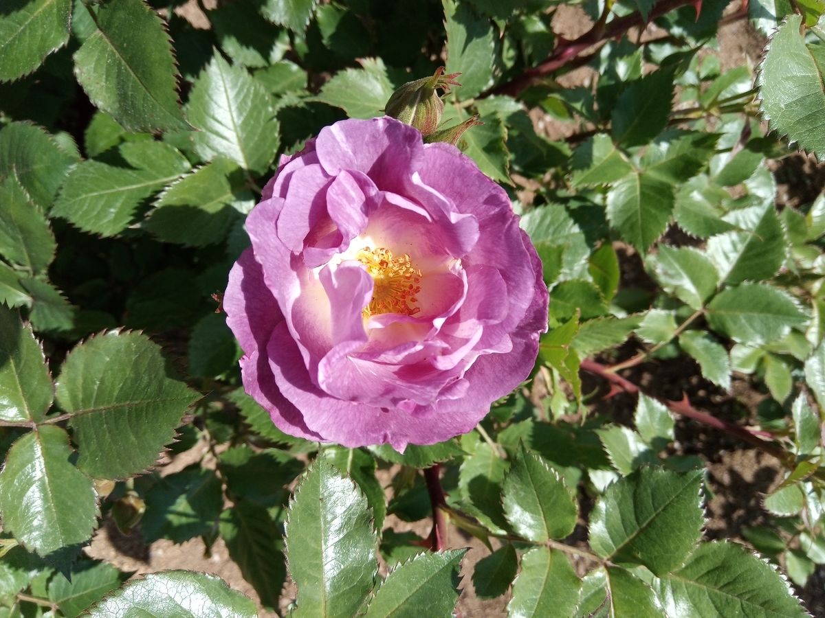 f:id:defectiveness:20210508090246j:plain