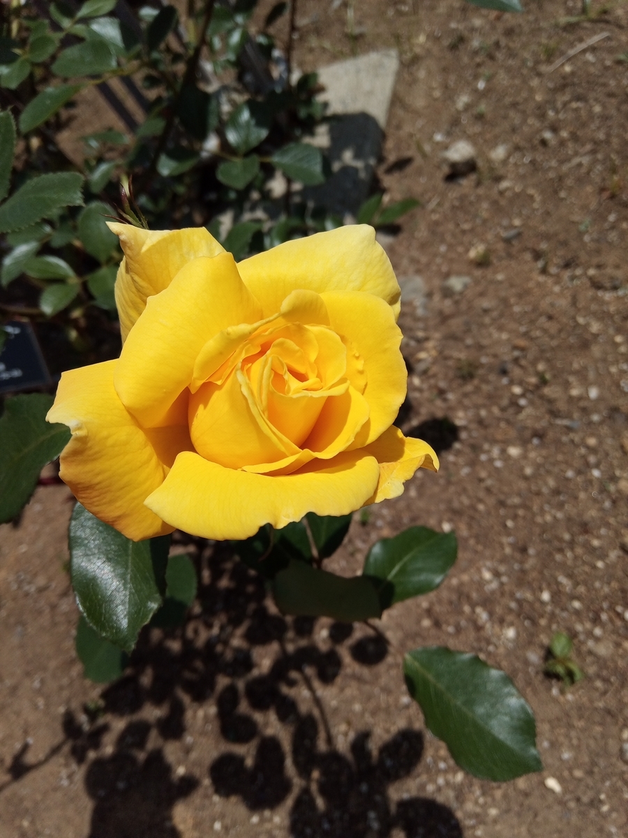 f:id:defectiveness:20210508090258j:plain