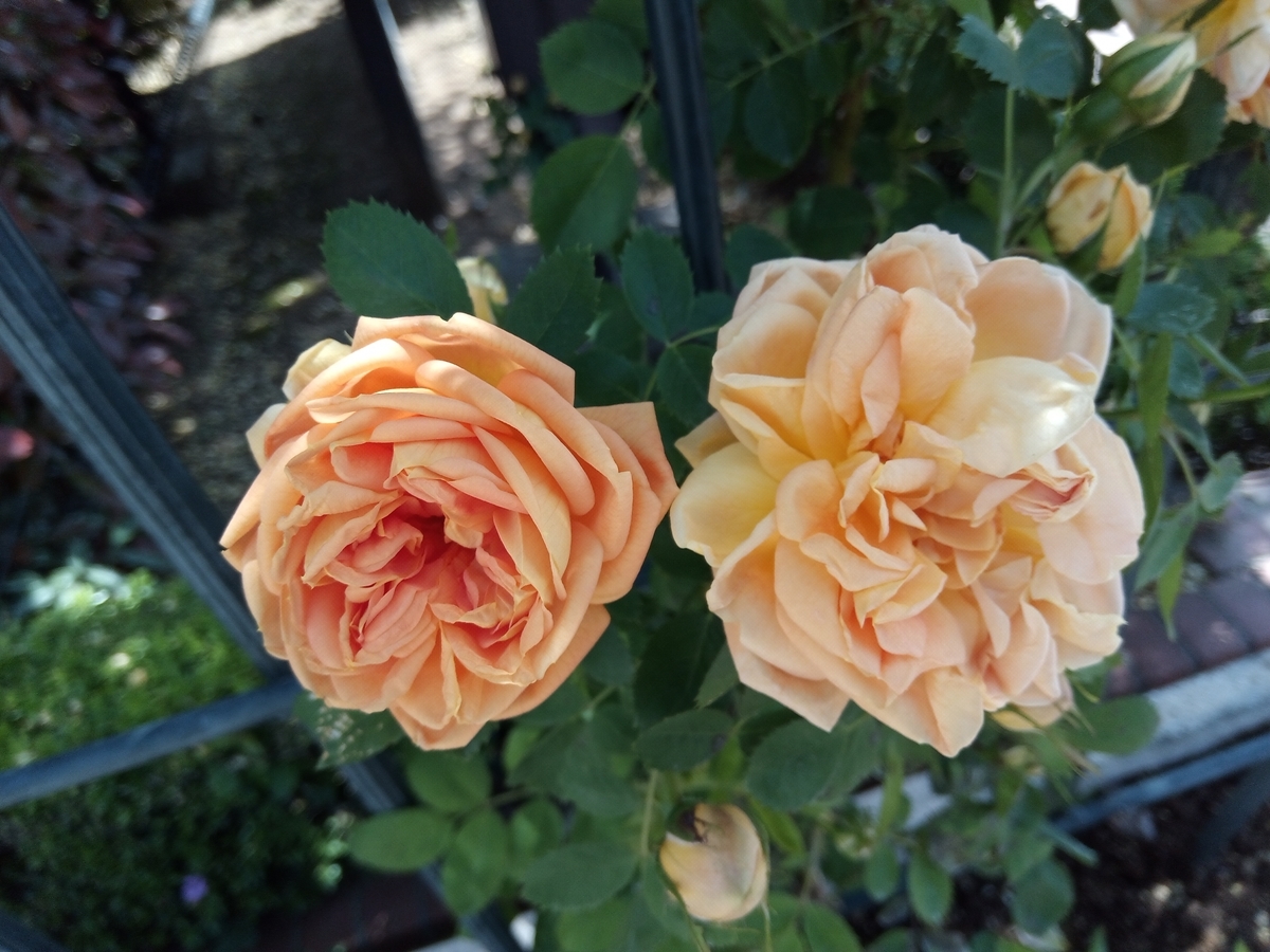 f:id:defectiveness:20210508090402j:plain