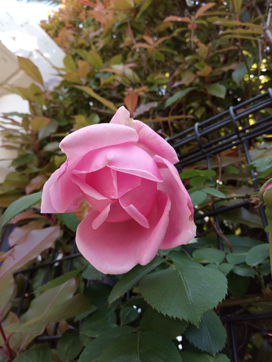 f:id:defectiveness:20210508090421j:plain