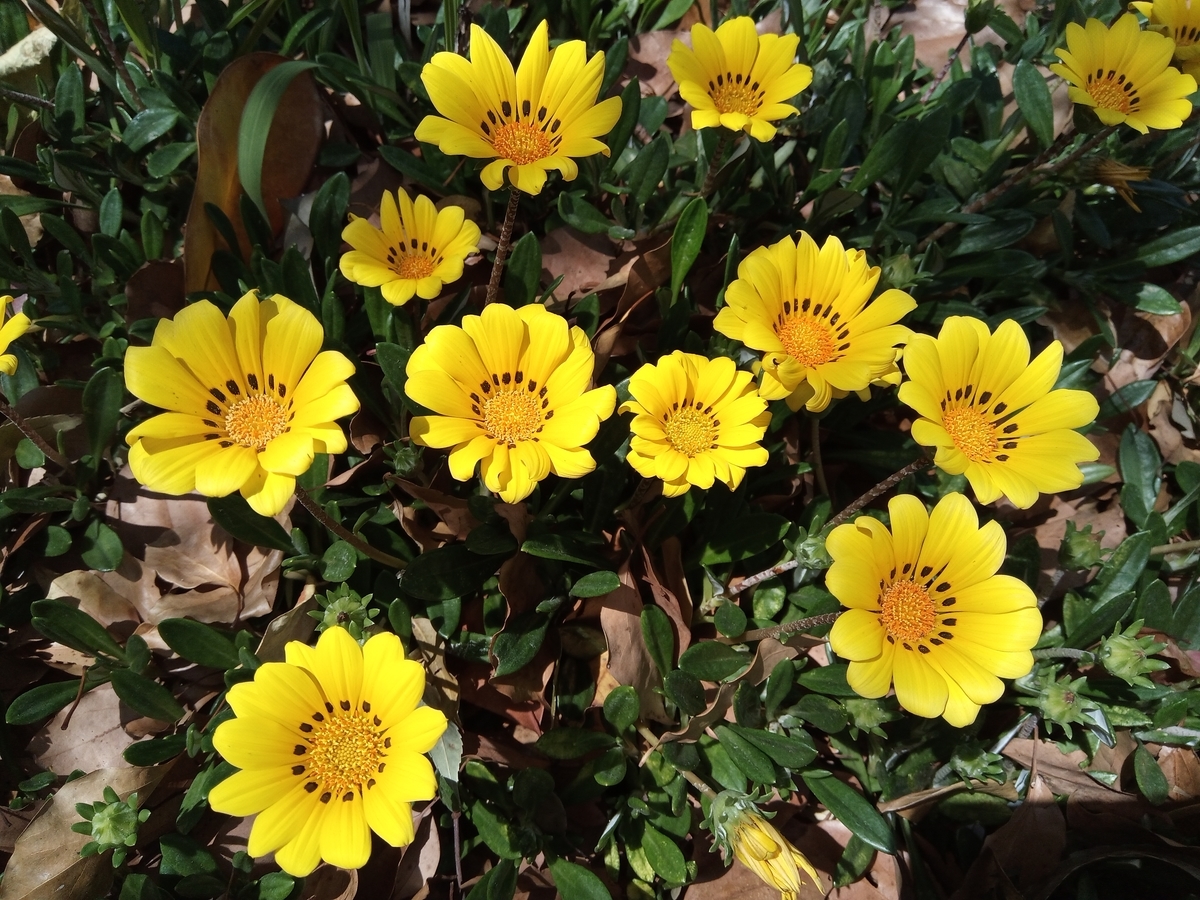 f:id:defectiveness:20210508091154j:plain