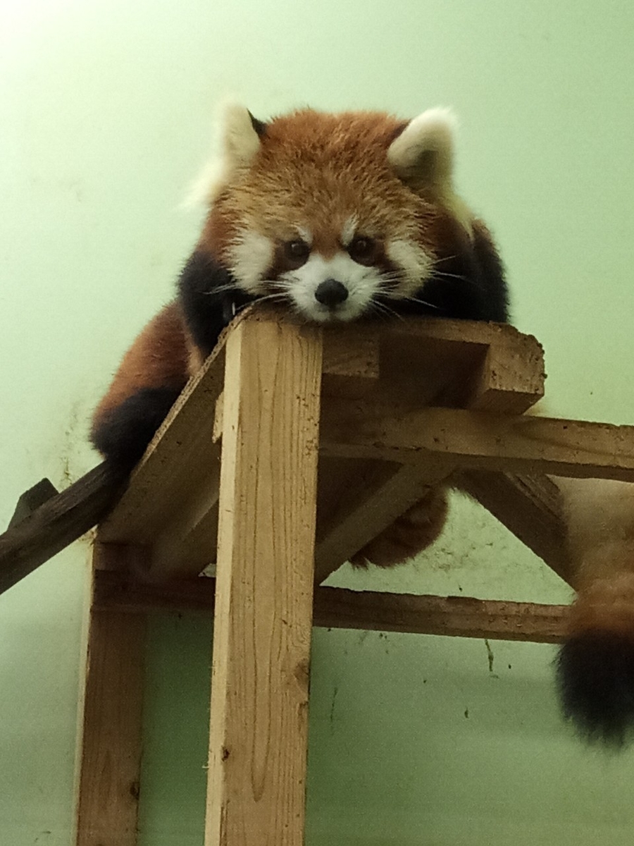 f:id:defectiveness:20211020103938j:plain