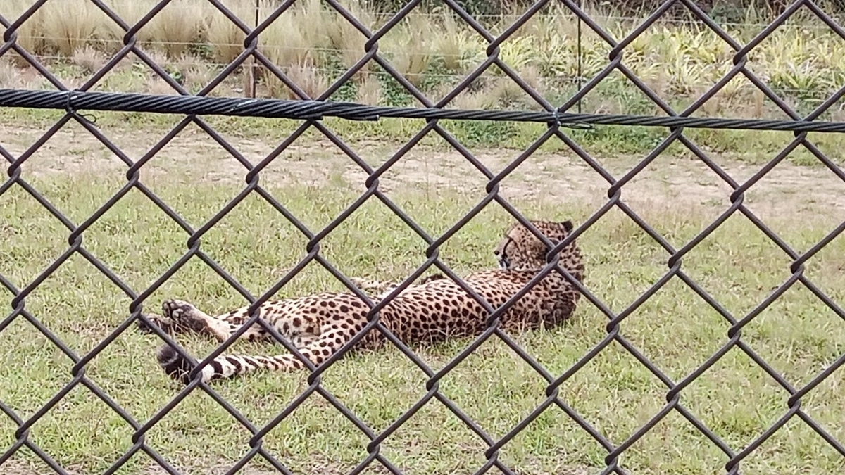 f:id:defectiveness:20211020104029j:plain