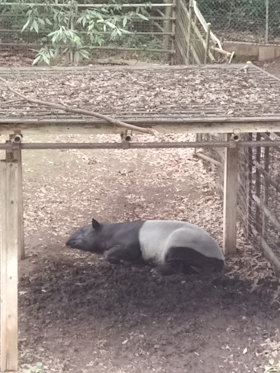 f:id:defectiveness:20211020104144j:plain