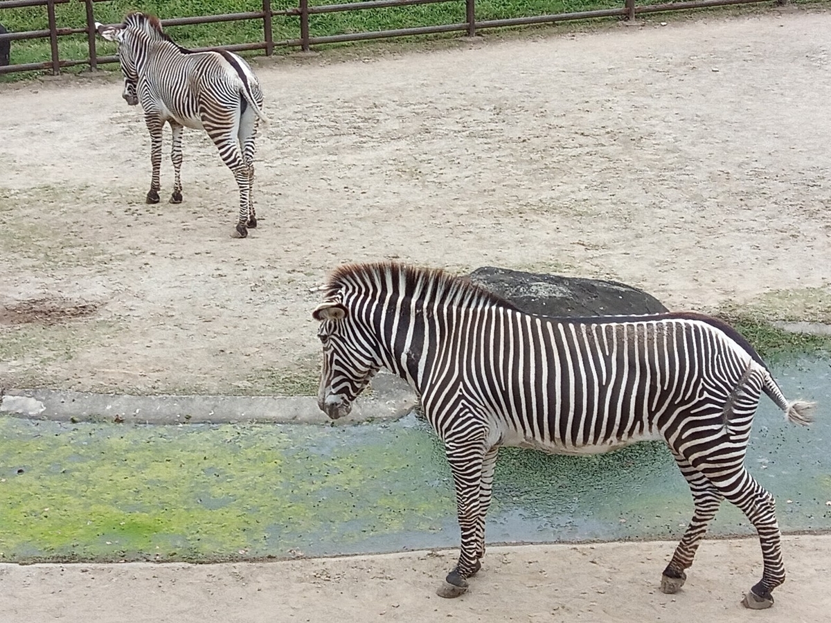 f:id:defectiveness:20211020104235j:plain