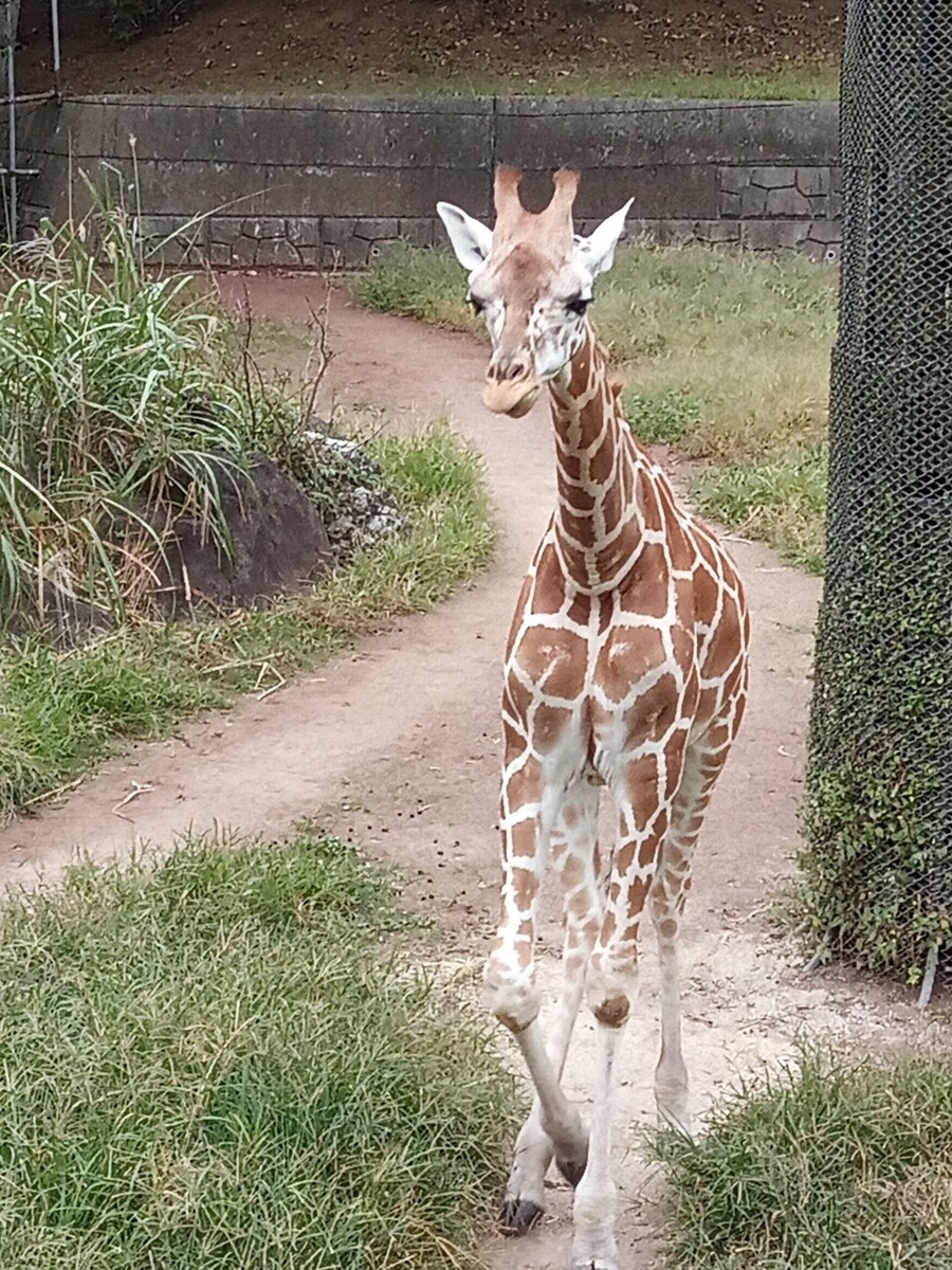 f:id:defectiveness:20211020104342j:plain