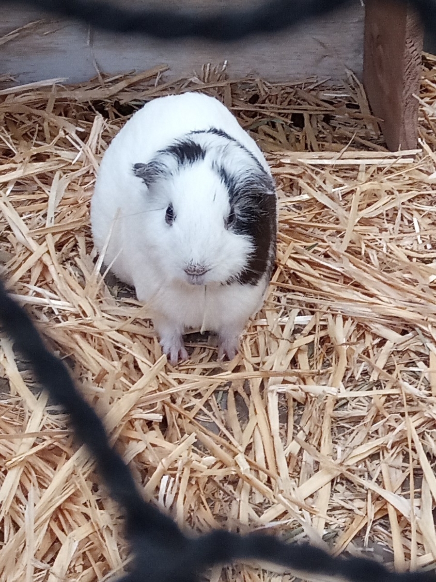 f:id:defectiveness:20211020104819j:plain