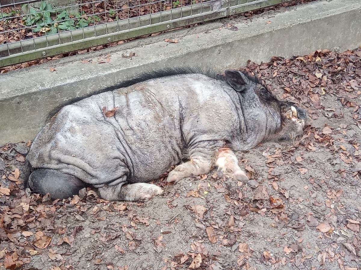 f:id:defectiveness:20211020104838j:plain