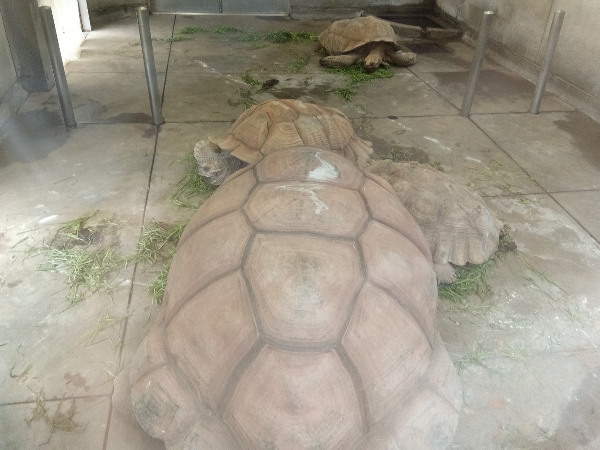 f:id:defectiveness:20211020105021j:plain