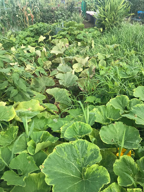 f:id:defender110:20180731214716j:plain