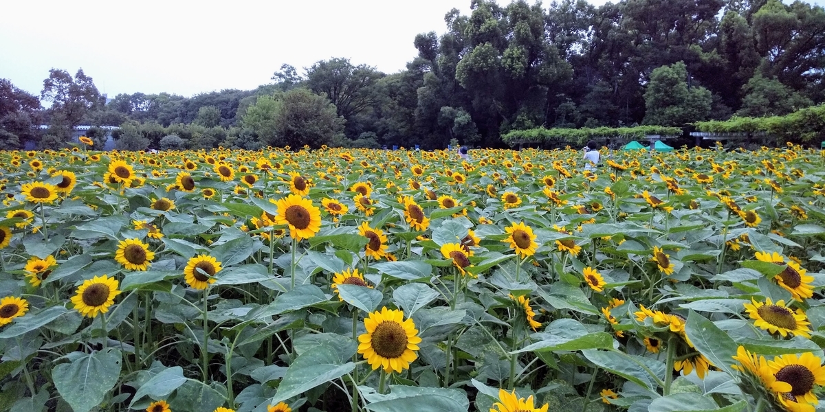 予定詳細 8 15 土 お盆はつらいよ 3日目 長居植物園 長居公園 Break