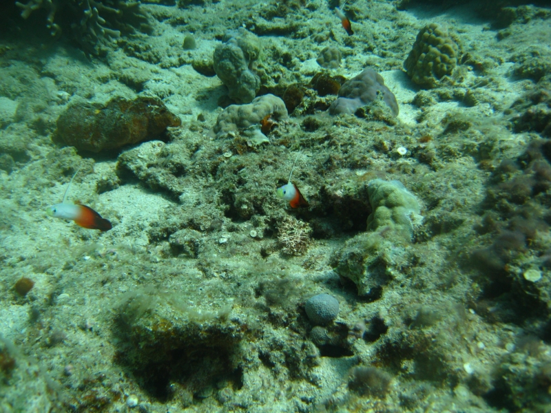 f:id:dego98:20160308122530j:plain f:id:dego98:20160308122530j:plain