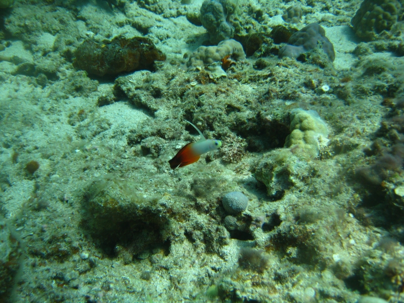 f:id:dego98:20160308122531j:plain f:id:dego98:20160308122531j:plain