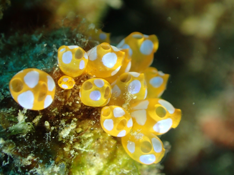 f:id:dego98:20160308122556j:plain f:id:dego98:20160308122556j:plain