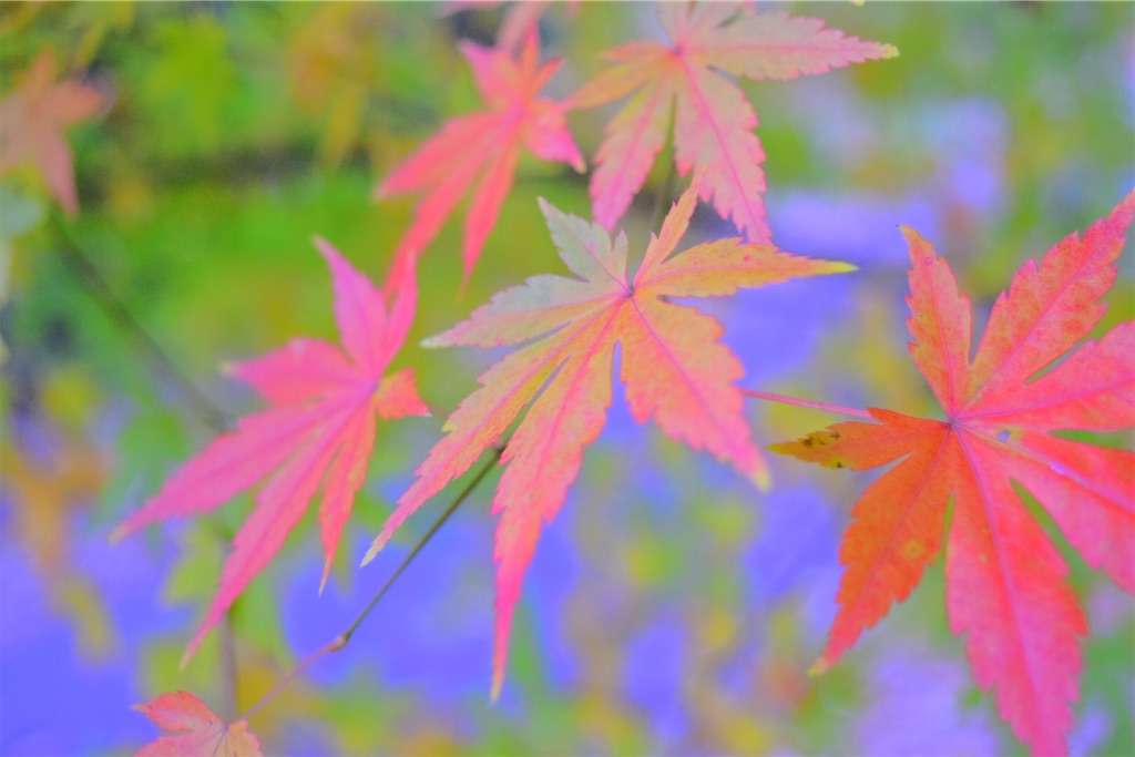 f:id:degu-degu:20230608145325j:image f:id:degu-degu:20230608145325j:image