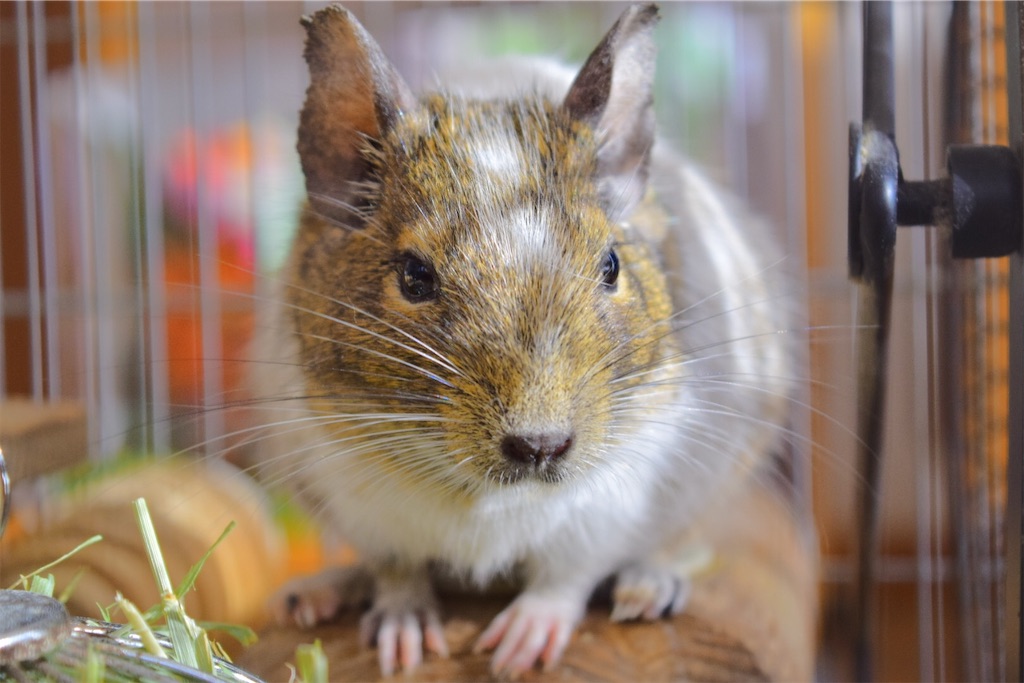 f:id:degu-degu:20230620160227j:image f:id:degu-degu:20230620160227j:image
