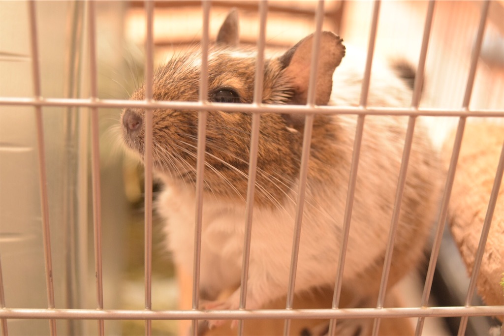f:id:degu-degu:20230703183018j:image f:id:degu-degu:20230703183018j:image