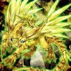 f:id:degu324:20190721193235j:plain f:id:degu324:20190721193235j:plain