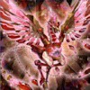 f:id:degu324:20190721193308j:plain f:id:degu324:20190721193308j:plain