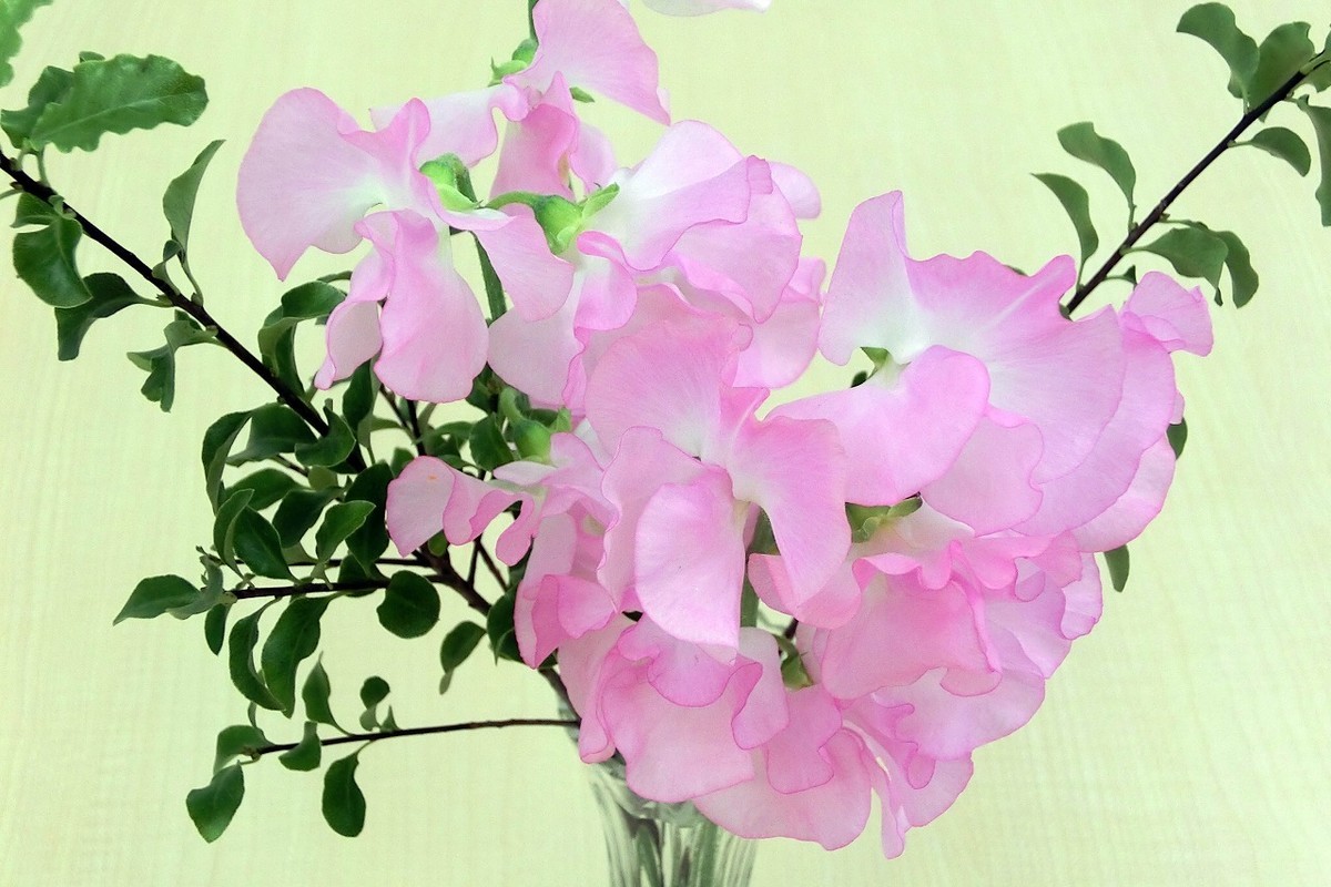 f:id:deguchi:20201011095829j:plain