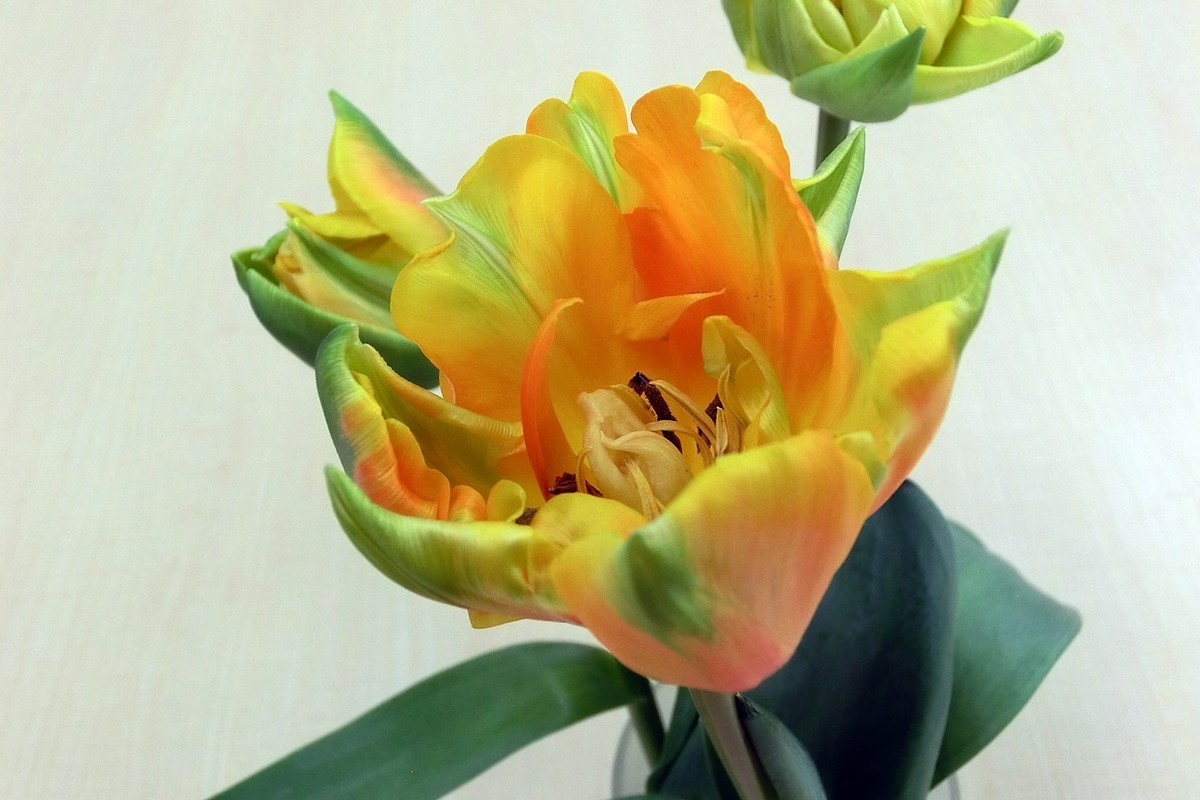 f:id:deguchi:20201015043738j:plain