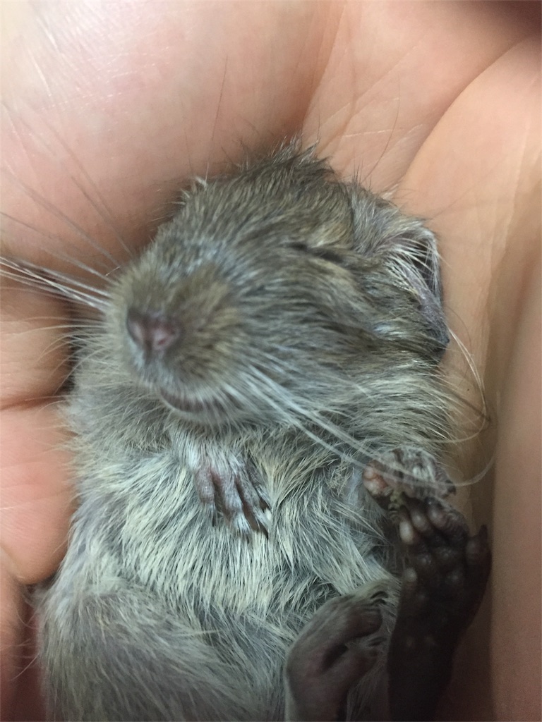f:id:degus0401:20171104082222j:image f:id:degus0401:20171104082222j:image