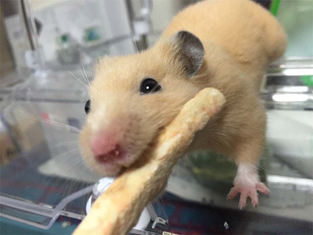 f:id:degus0401:20171104082307j:image f:id:degus0401:20171104082307j:image