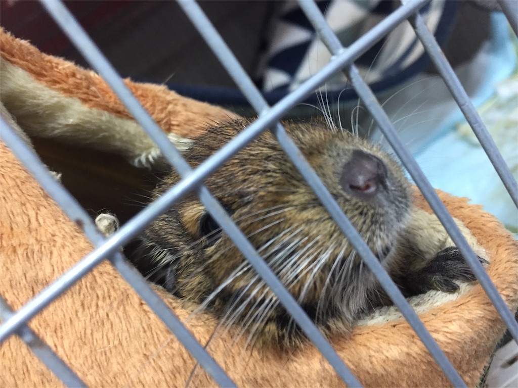 f:id:degus0401:20171104082358j:image f:id:degus0401:20171104082358j:image