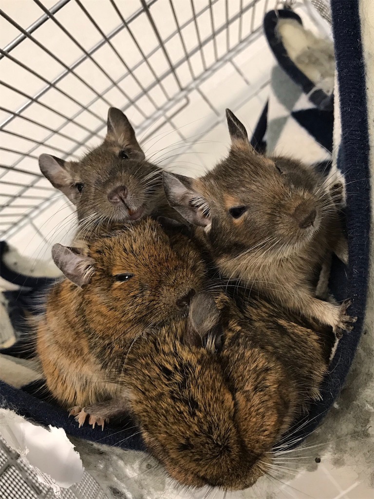 f:id:degus0401:20180208004914j:image f:id:degus0401:20180208004914j:image