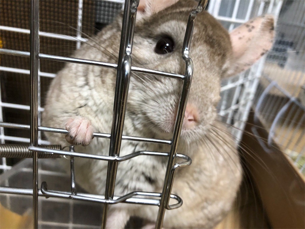 f:id:degus0401:20180707173445j:image f:id:degus0401:20180707173445j:image