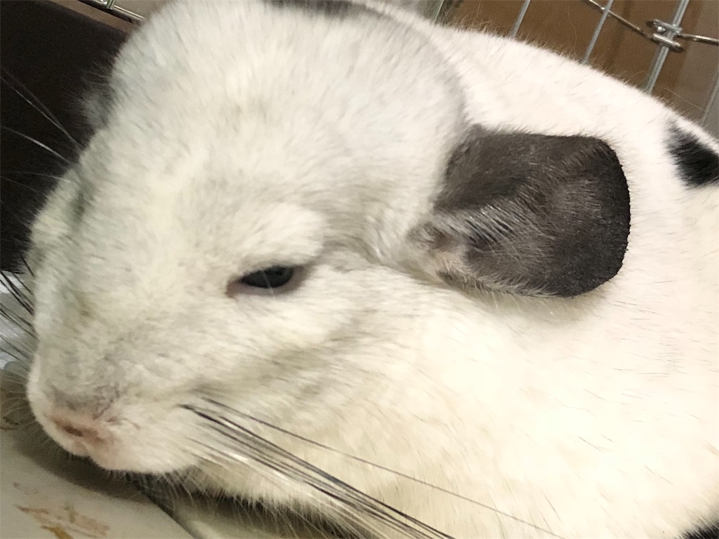 f:id:degus0401:20180824222311j:image f:id:degus0401:20180824222311j:image