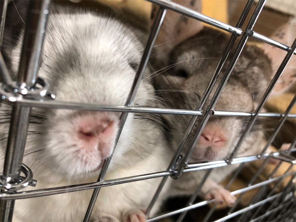 f:id:degus0401:20180824222610j:image f:id:degus0401:20180824222610j:image
